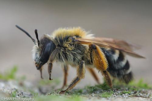 Andrena gravida